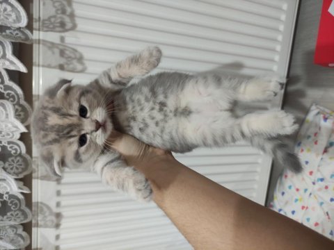 1 aylık scottish fold ve straight yavrular