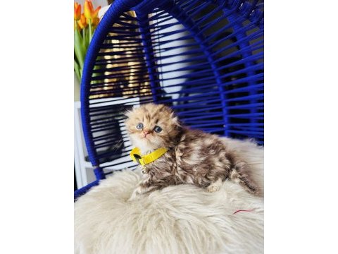 Scottish fold longhair golden tabby
