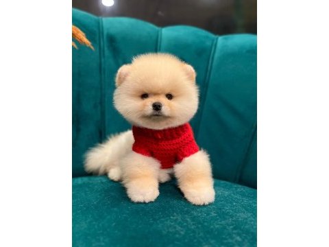 Anne babadan safkan pomeranian yavrularımız