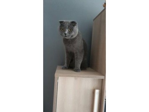 Scottish fold erkek