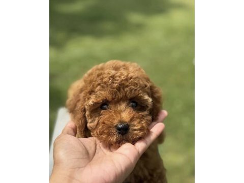 Toy poodle yavrumuz için ulaşın