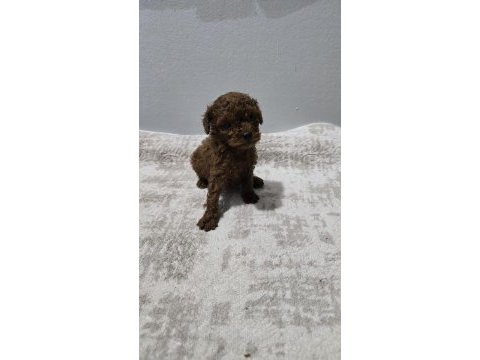 Dark brown kore poodle bebekler