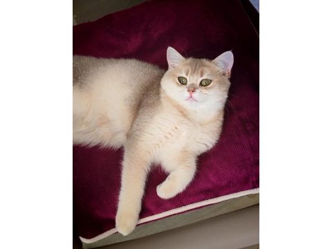British shorthair blue golden 5 aylık dişi