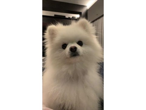 Pomeranian oğluma yuva arıyorum