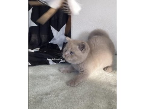 Safkan british (chocolatte lilac fawn)