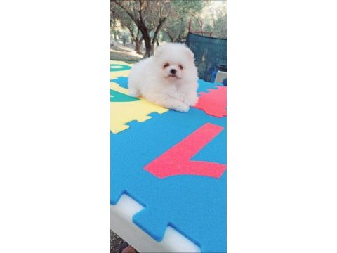 Kar beyaz pomeranian