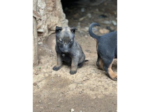 Son üç yavru malinois yer kmaraş