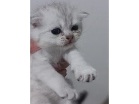 Scottish fold yeni yuva için hazırız