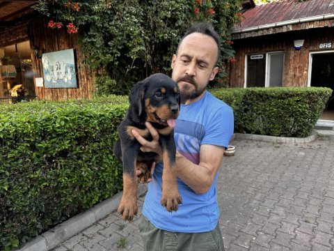 Rottweiler yavrularımız