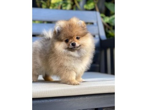Yurt dışından gelen pomeranian yavrumuz