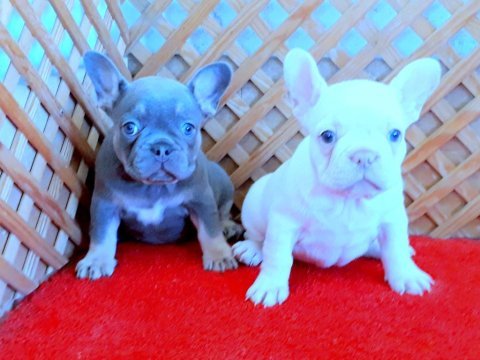 Lilac and tan platinum french bulldog yavrular