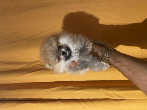 Üst kalite erkek yavru pomeranian boo