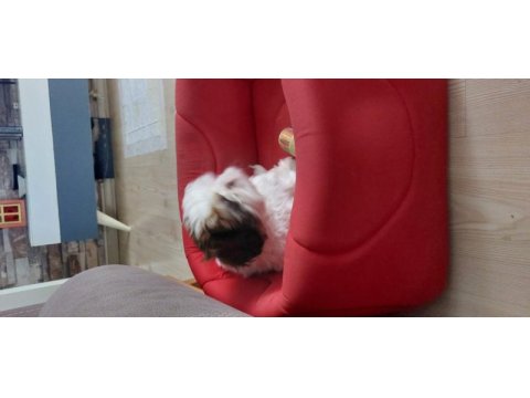Shih tzu bebek
