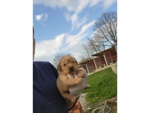 Golden retriever yavruları