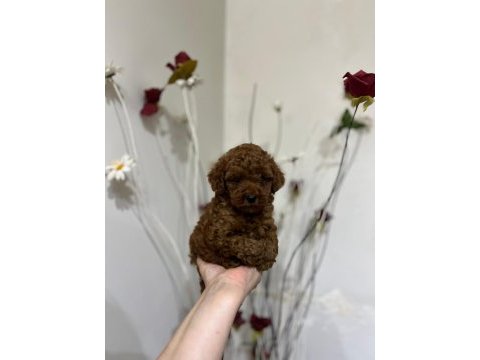 Korekan poodle bebeklerimiz