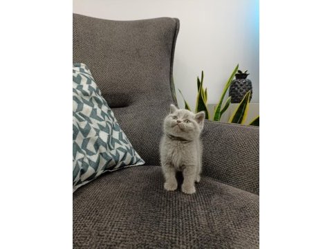 Koca kafalı british shorthair yavruları