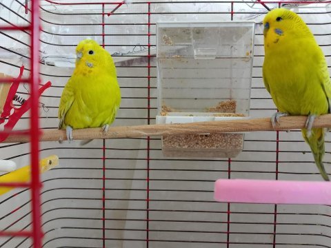 Cins çift yumurtalı muhabbet kuşu