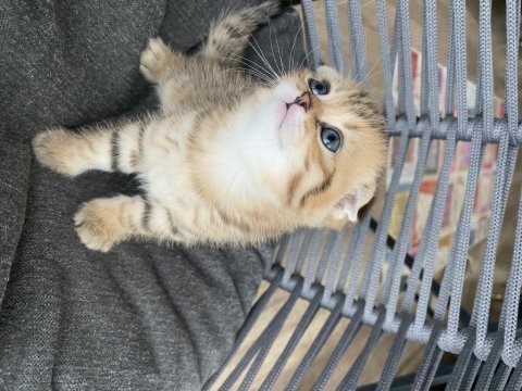 Black golden tabby