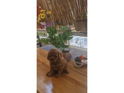 Ev ortamından kore kan toy poodle yavrusu