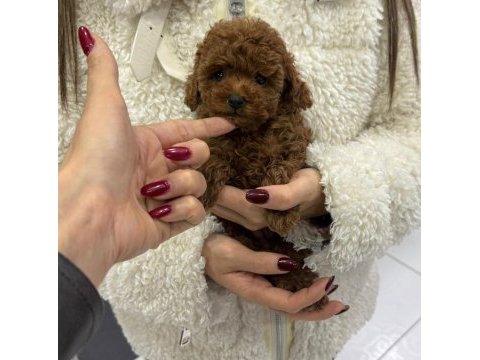 Kore poodle