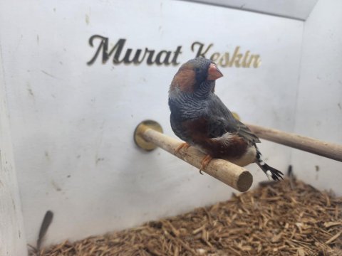 Her türden mutasyon jumbo zebra finch