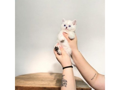 Orijinal british longhair yavrularımız