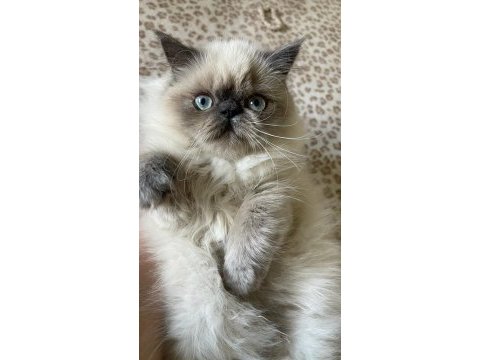 Saf kanlı bluepoint himalayan kedim