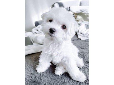 Maltese terrier xs sıfır numara bebeklerim