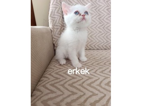 Teslime hazır erkek dişi yavru kedilerimiz