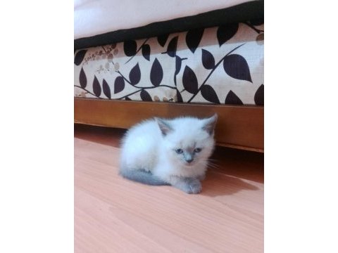 British blue point