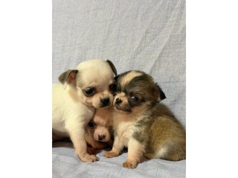 Chihuahua köpeklerimiz