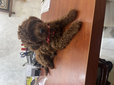 2 aylık erkek korekan poodle yavru