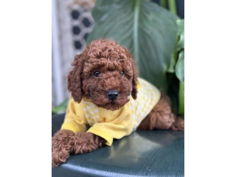 Toy poodle köpeği