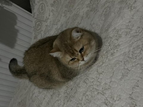 2 tane kısırlaştırılmış mikro çipli dişi kedimiz