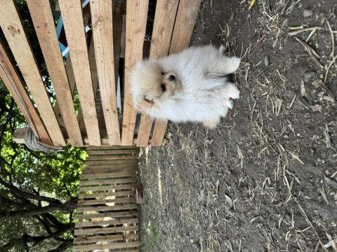 Anne altından pomeranian boo