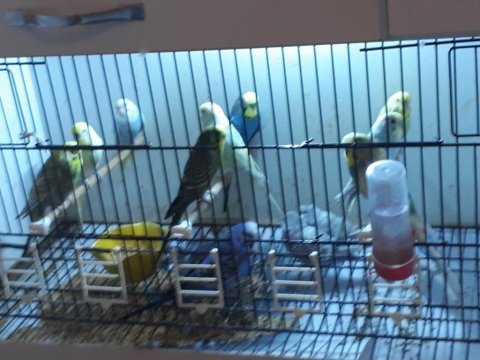 2 tane mdf kafes ve muhabbet kuşlar