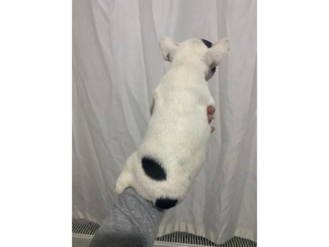 Sağlık garantili french bulldog yavrular
