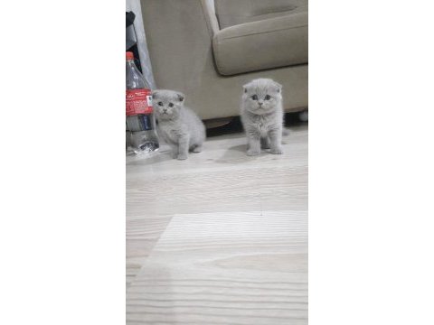 Scottish fold ve british bebeklerimiz