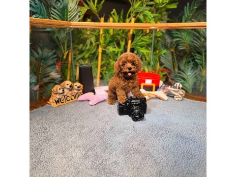 Kore kan toy poodle oğlumuz simba
