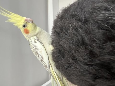 Sultan papağanı eğitimli sağlıklı