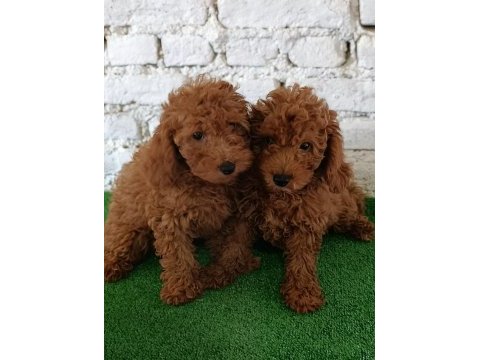 Toy poodle yavrularımız