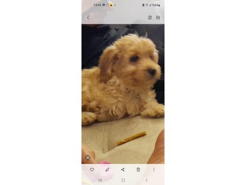 Maltıpoo dişi yavru
