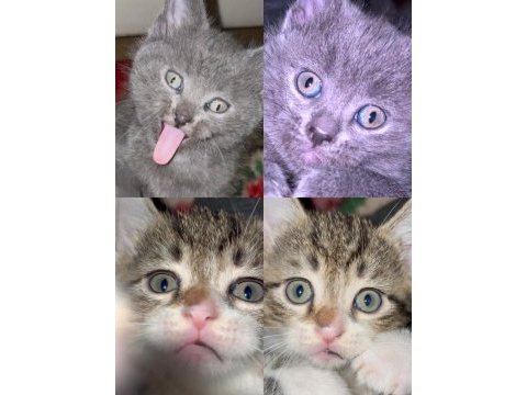 British shorthair cinsi yavru kediler
