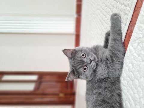British shorthair kardeşler