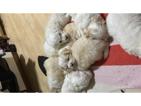 1 aylık maltipoo yavrular