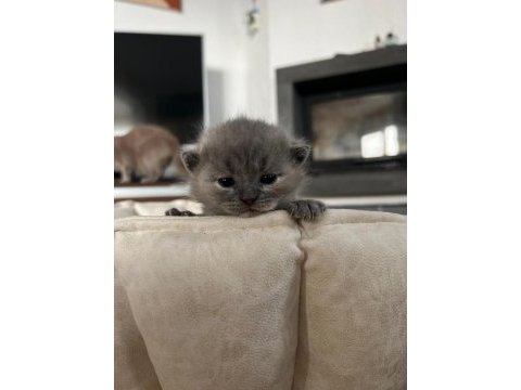 3 tane dişi kırık kulak güzeller güzeli scottish fold bebek