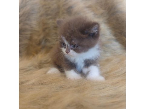 Show kalite british bicolor yavrular