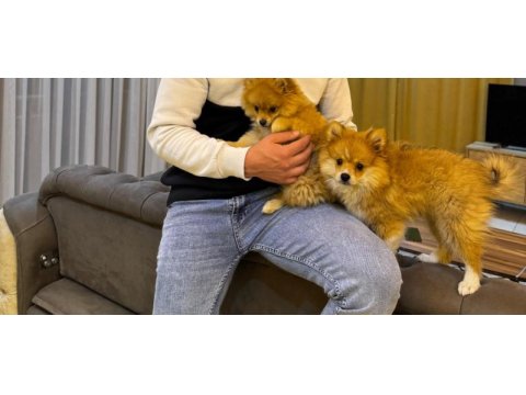Erkek ve dişi yavru pomeranian
