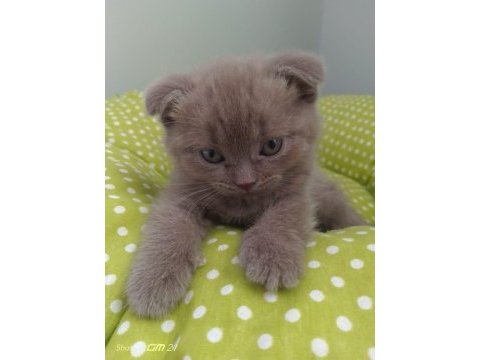 Scottish fold yavrularımız yeni yuvalarını arıyor