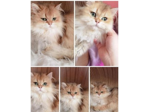 British longhair ve shorthair yavrular